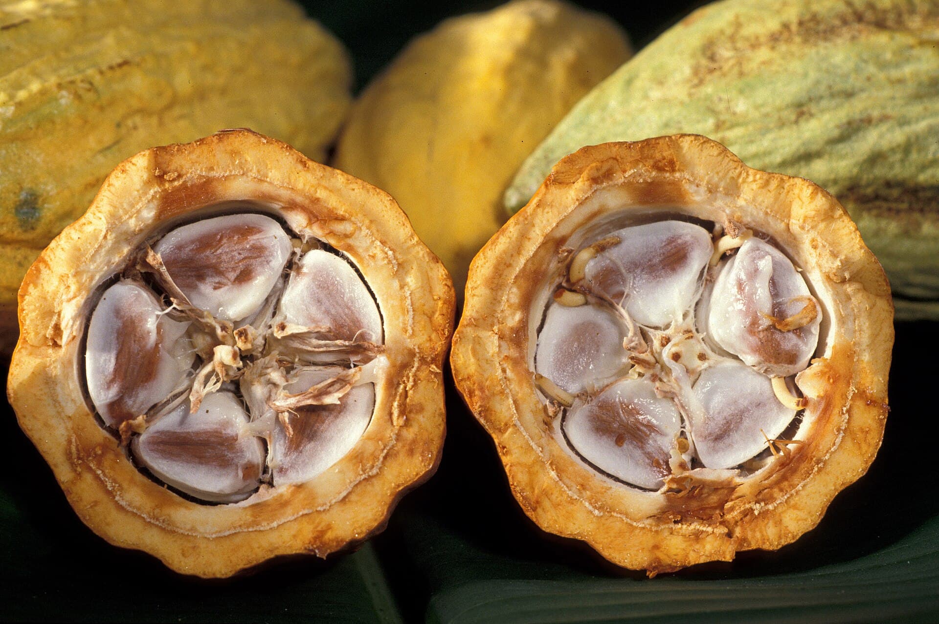 Cacao beans — the sweet money of the Aztecs