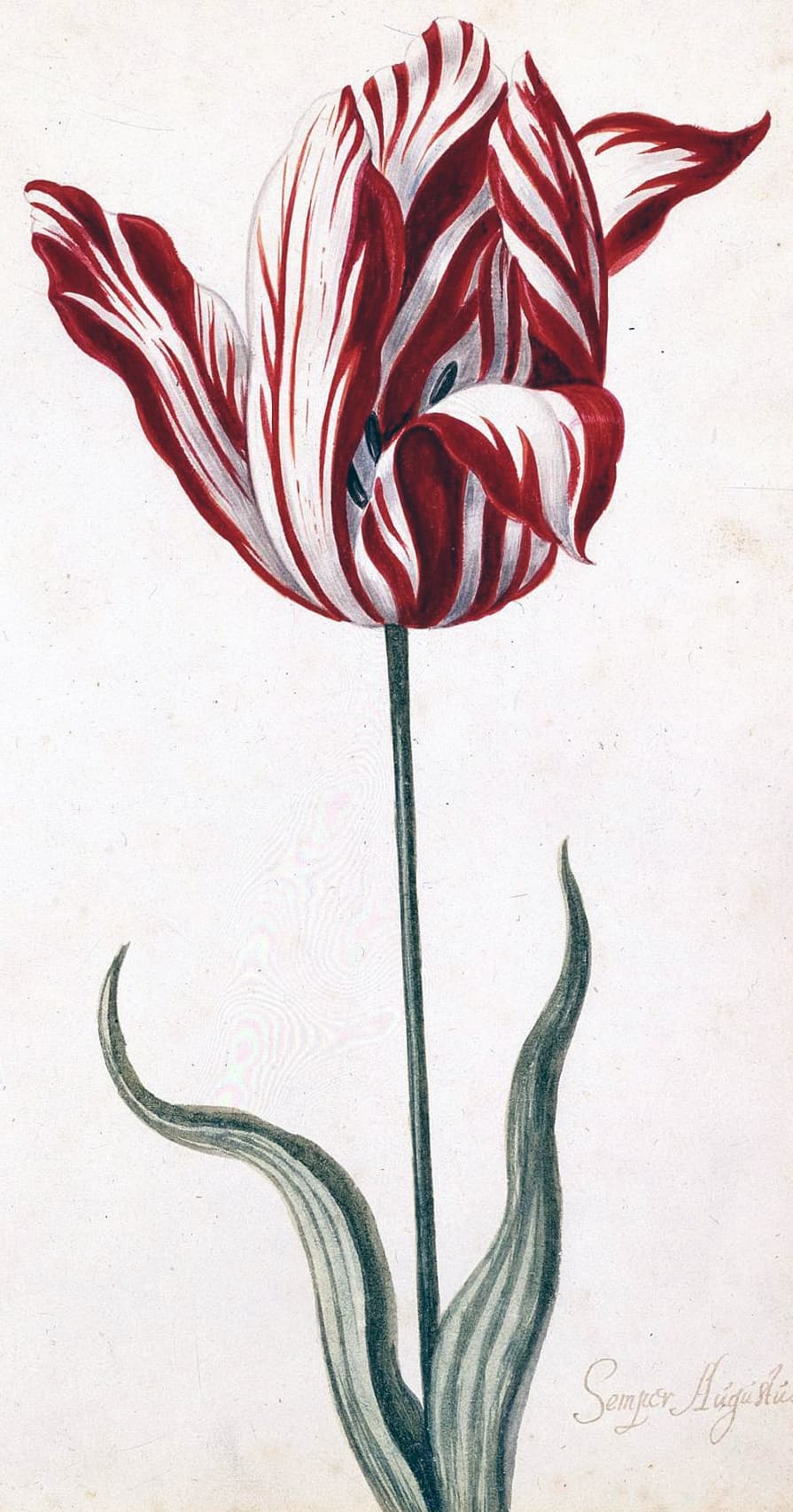 Tulip mania — the first speculative bubble in history