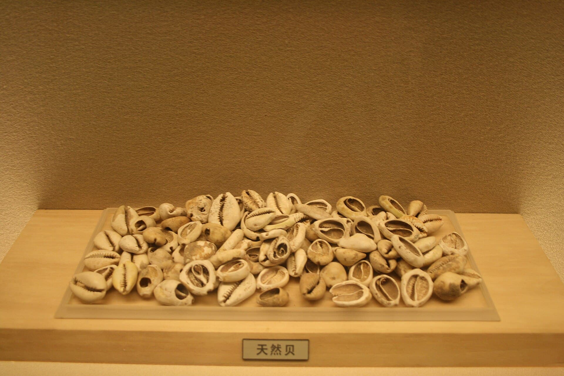 Cowrie shells — the money that conquered half the world